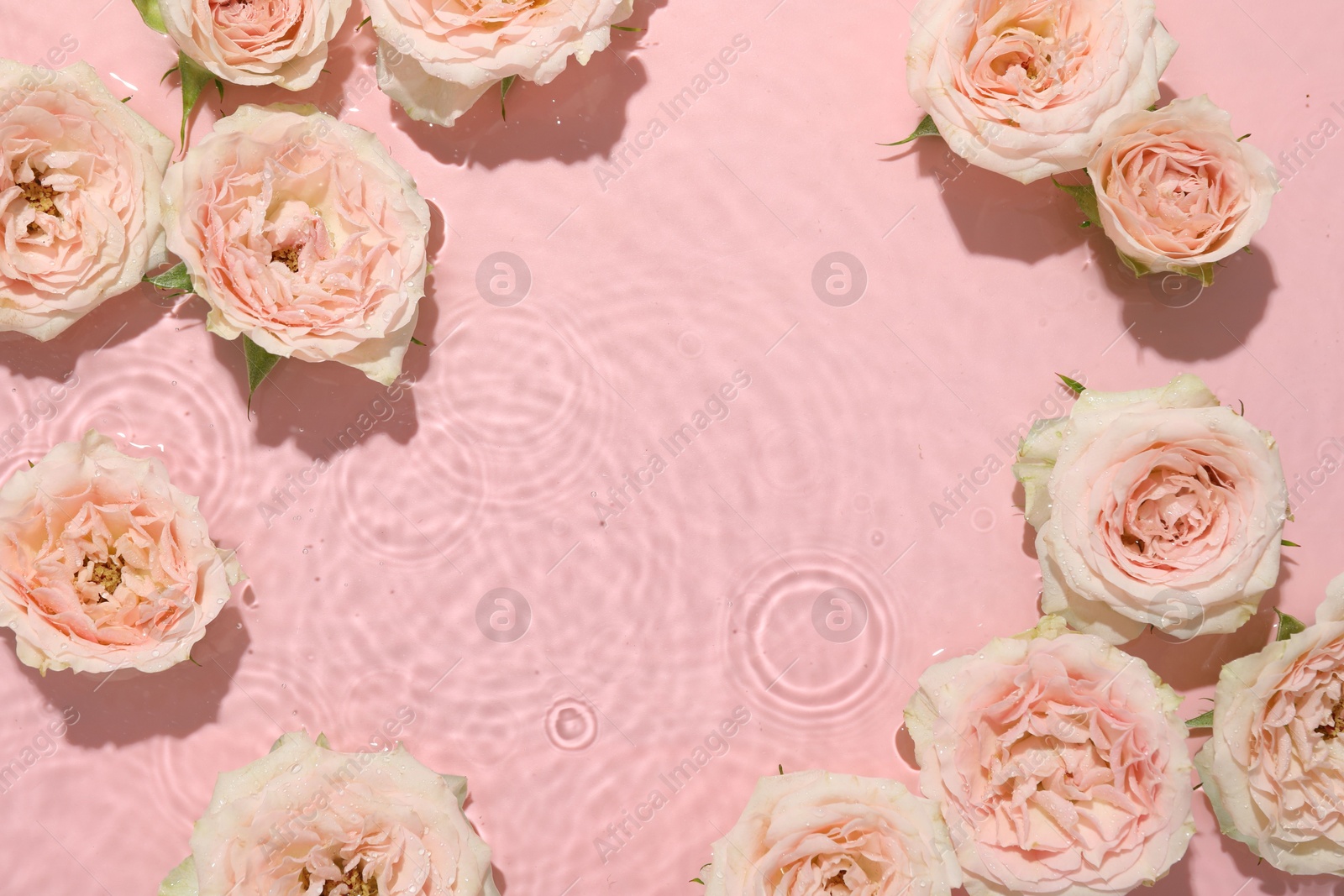 Photo of Beautiful rose flowers in water on pink background, top view. Space for text