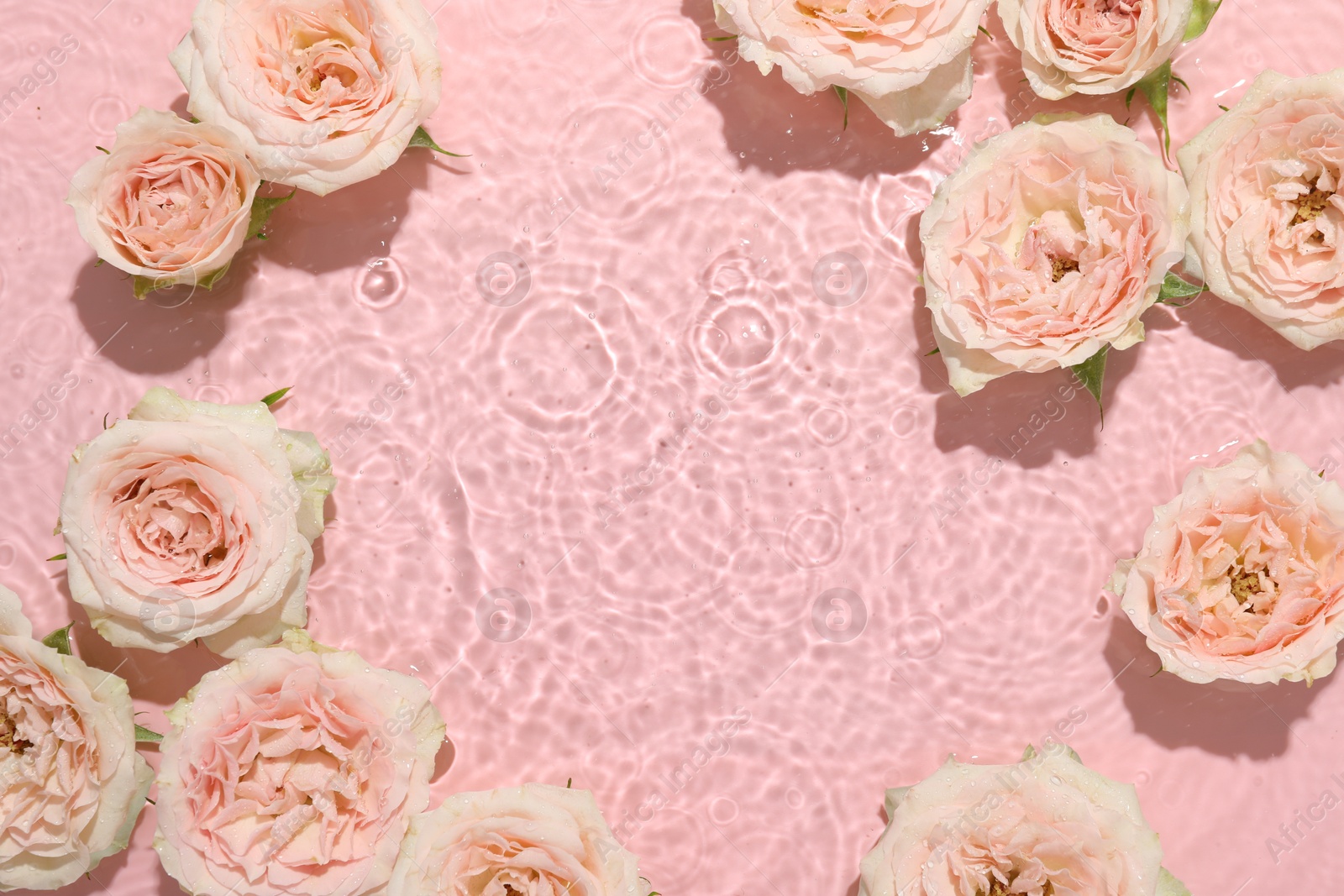 Photo of Beautiful rose flowers in water on pink background, top view. Space for text