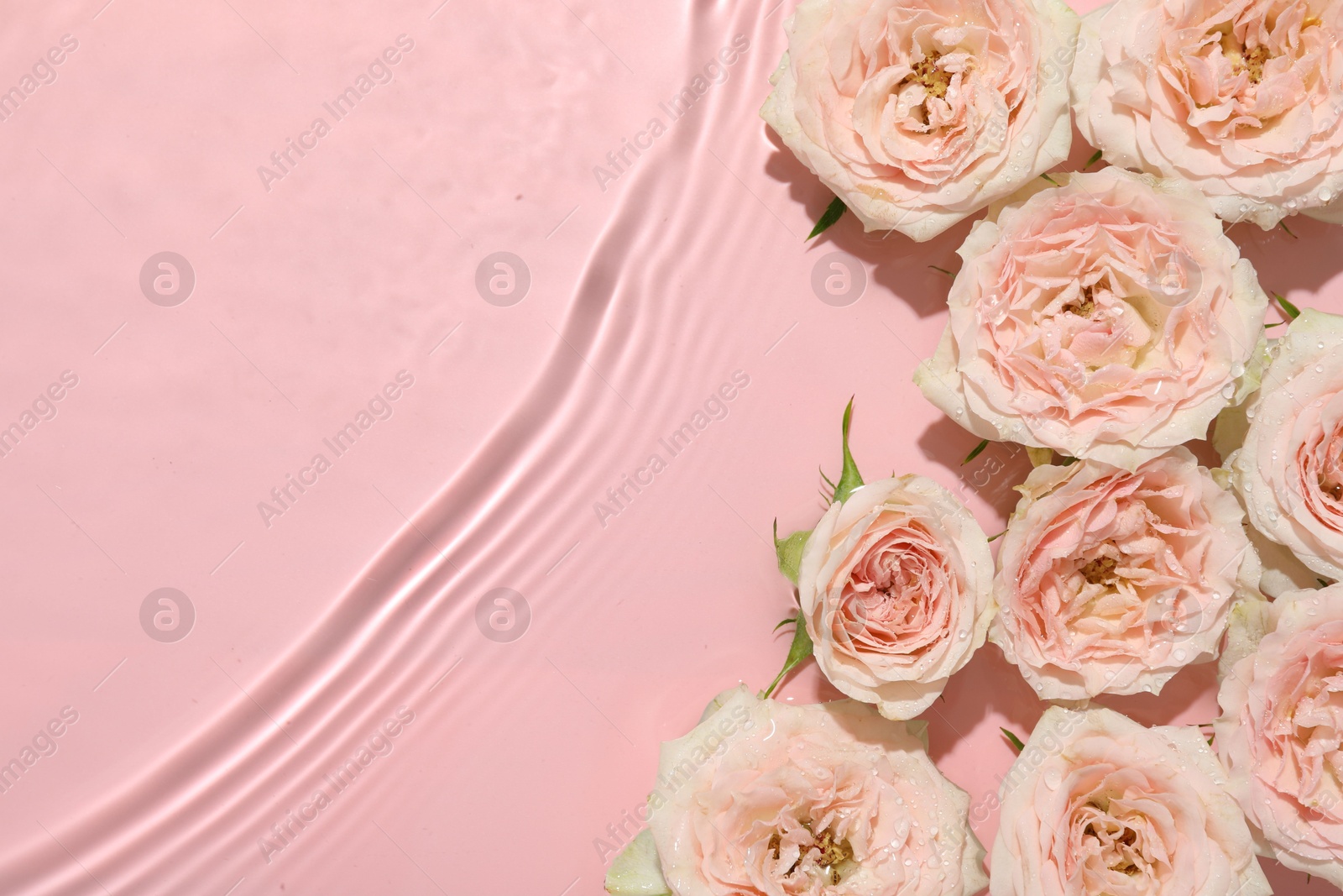 Photo of Beautiful rose flowers in water on pink background, top view. Space for text