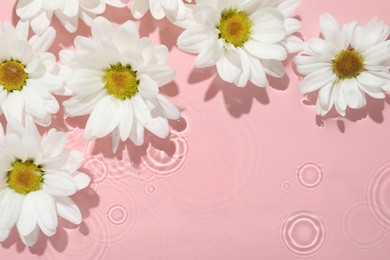 Photo of Beautiful daisy flowers in water on pink background, top view. Space for text