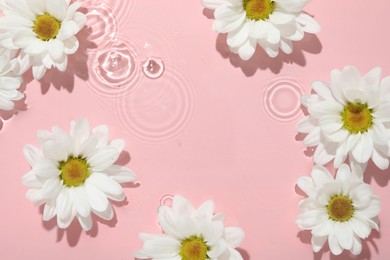 Photo of Beautiful daisy flowers in water on pink background, top view. Space for text
