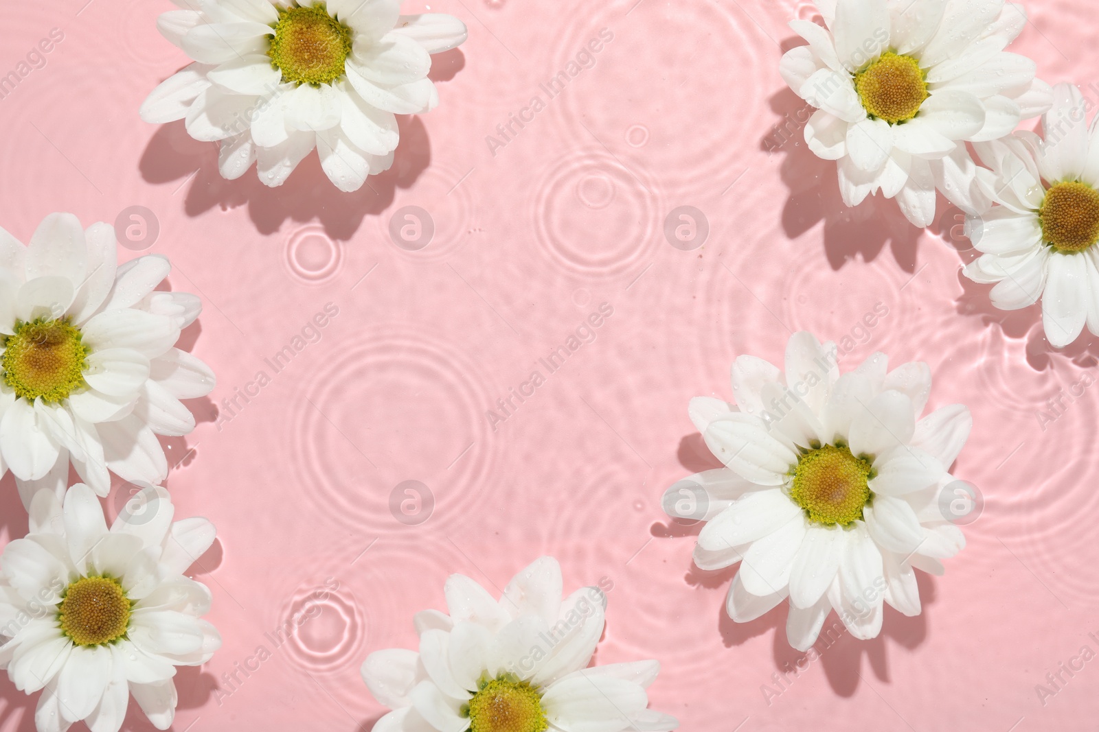 Photo of Beautiful daisy flowers in water on pink background, top view. Space for text