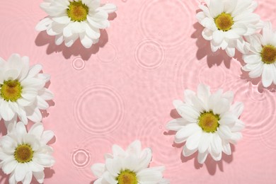 Photo of Beautiful daisy flowers in water on pink background, top view. Space for text