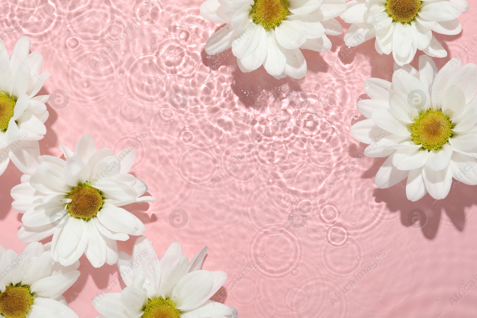 Photo of Beautiful daisy flowers in water on pink background, top view. Space for text