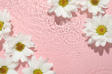 Beautiful daisy flowers in water on pink background, top view. Space for text