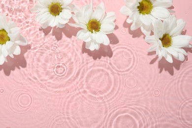 Photo of Beautiful daisy flowers in water on pink background, top view. Space for text