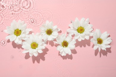 Beautiful daisy flowers in water on pink background, top view