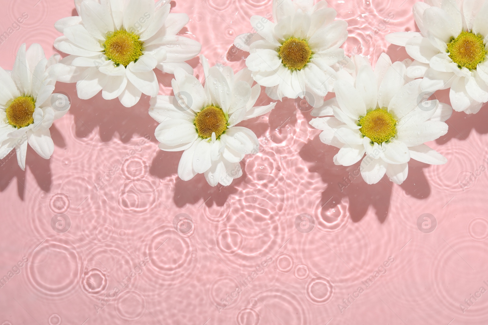 Photo of Beautiful daisy flowers in water on pink background, top view