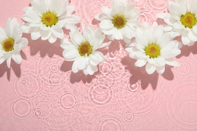 Beautiful daisy flowers in water on pink background, top view