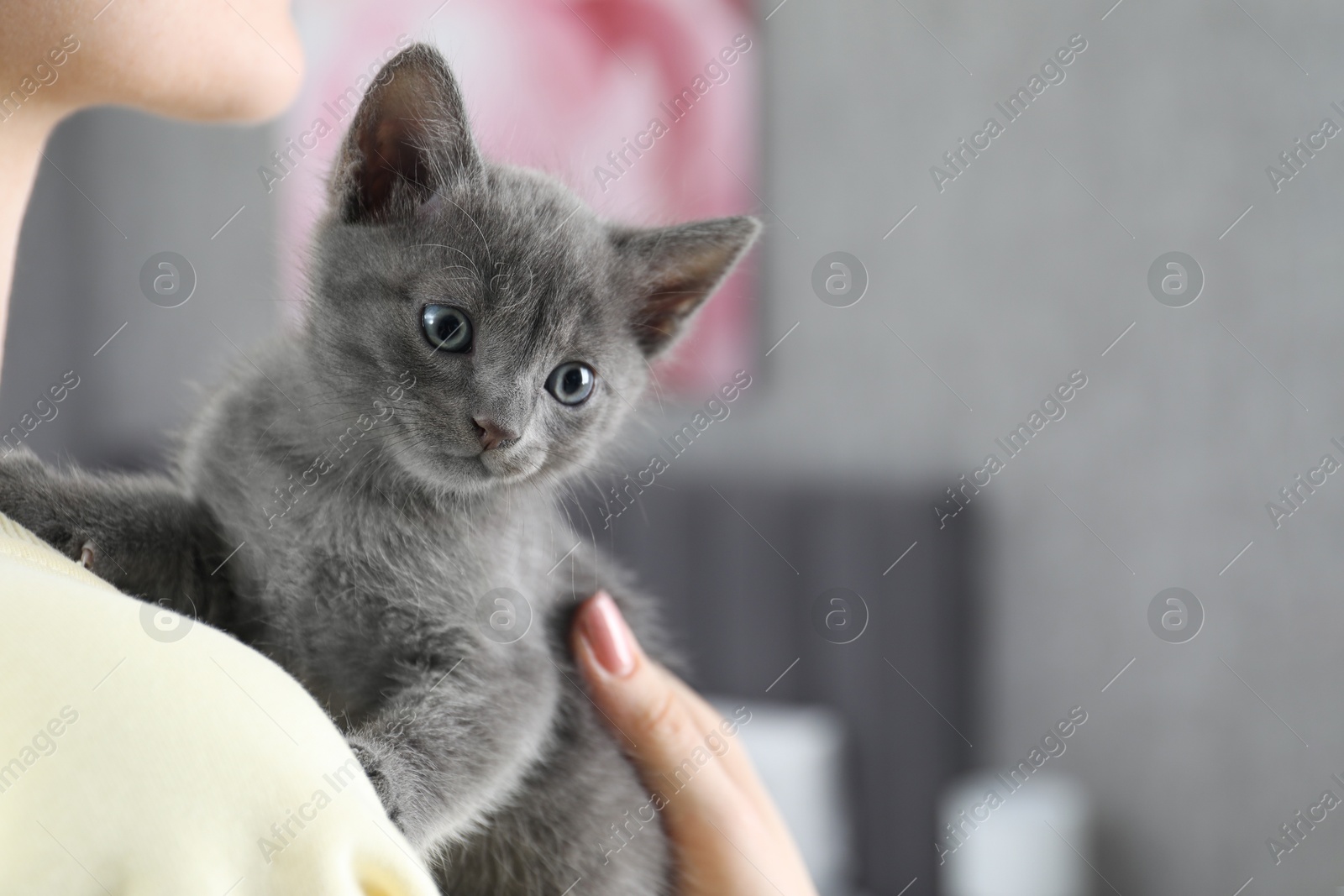 Photo of Woman with cute fluffy kitten at home, closeup. Space for text