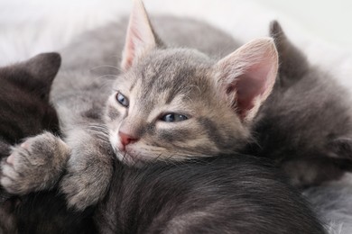 Photo of Cute fluffy kittens on faux fur. Baby animals