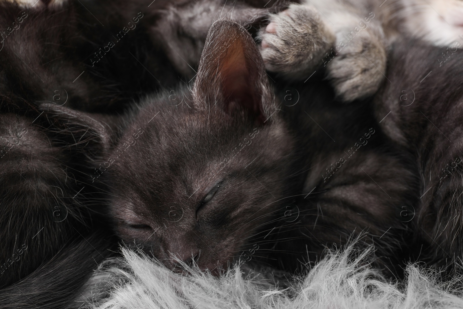Photo of Cute fluffy kittens sleeping on faux fur. Baby animals