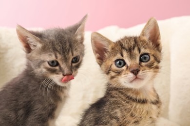 Photo of Cute fluffy kittens on pet bed. Baby animals