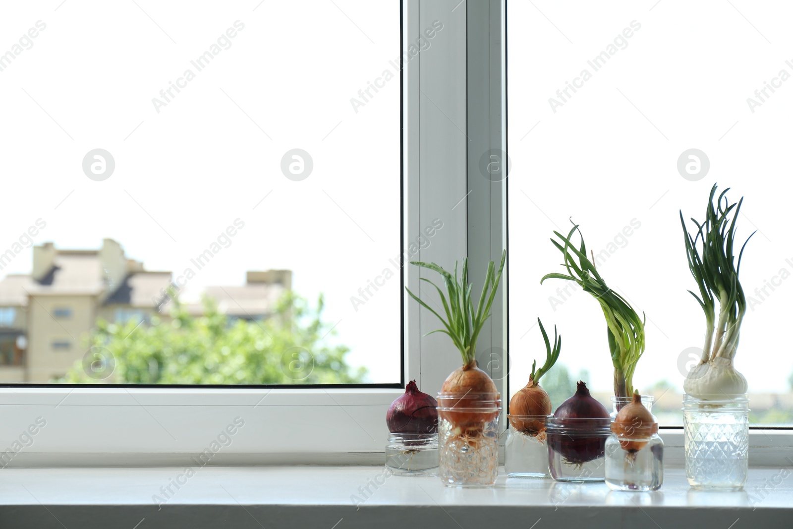 Photo of Many sprouted onions in glasses with water on window sill. Space for text