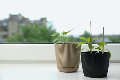 Photo of Pepper seedlings in pots on window sill, closeup. Space for text