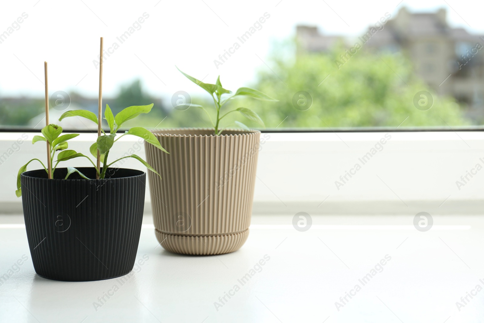 Photo of Pepper seedlings in pots on window sill, closeup. Space for text