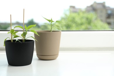 Photo of Pepper seedlings in pots on window sill, closeup. Space for text