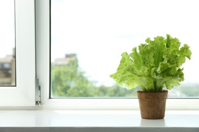 Photo of Lettuce growing in peat pot on window sill. Space for text