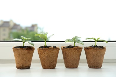 Photo of Many cucumber seedlings growing in pots on window sill