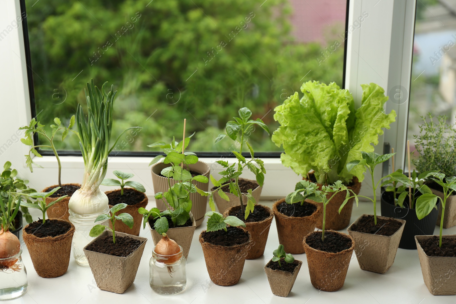 Photo of Many different seedlings growing in pots on window sill