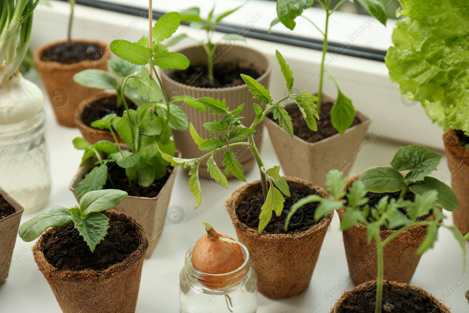 Photo of Many different seedlings in pots and sprouted onion on window sill, closeup