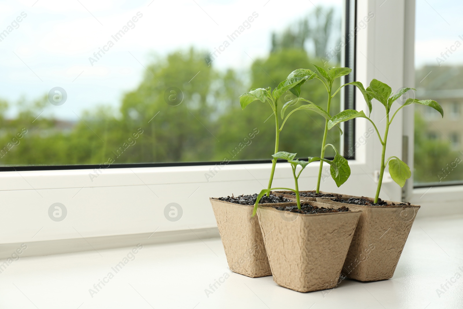 Photo of Pepper seedlings growing in peat pots on window sill. Space for text