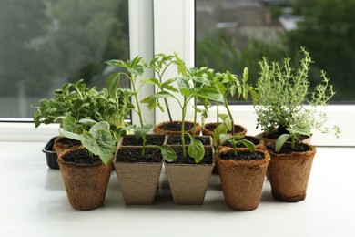 Photo of Many different seedlings growing in pots on window sill