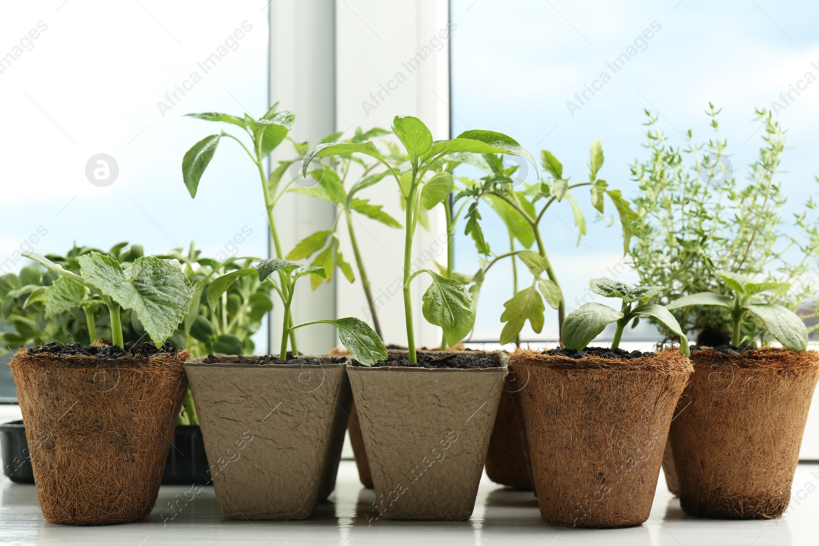 Photo of Many different seedlings growing in pots on window sill, closeup