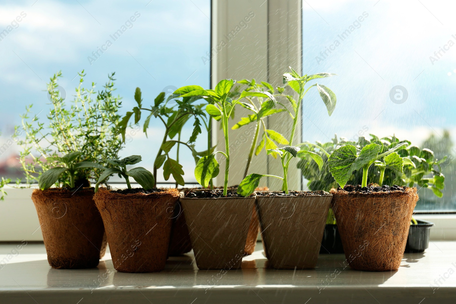 Photo of Sprinkling many different seedlings in pots on window sill, closeup