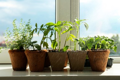 Photo of Sprinkling many different seedlings in pots on window sill, closeup