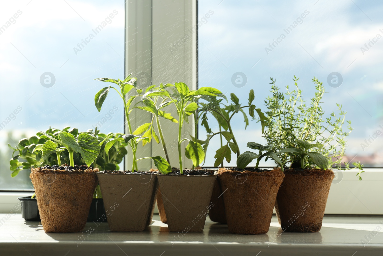 Photo of Sprinkling many different seedlings in pots on window sill, closeup