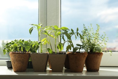 Photo of Sprinkling many different seedlings in pots on window sill, closeup