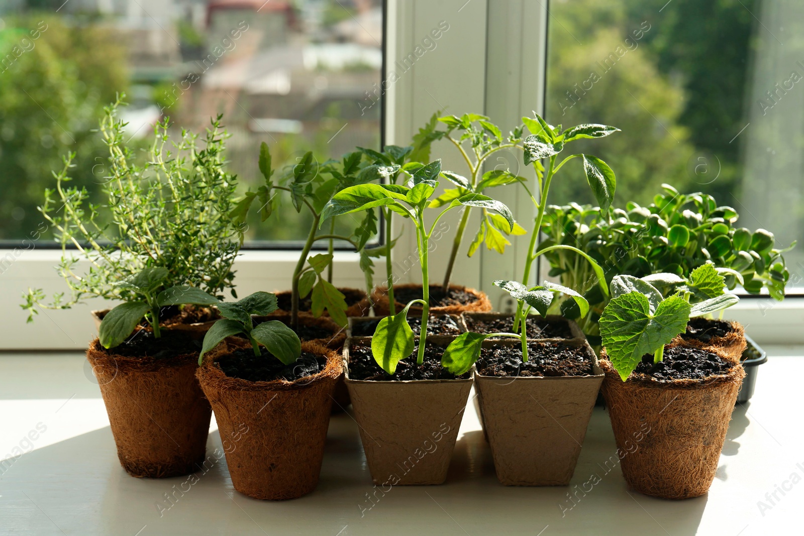 Photo of Many different seedlings growing in pots on window sill, closeup