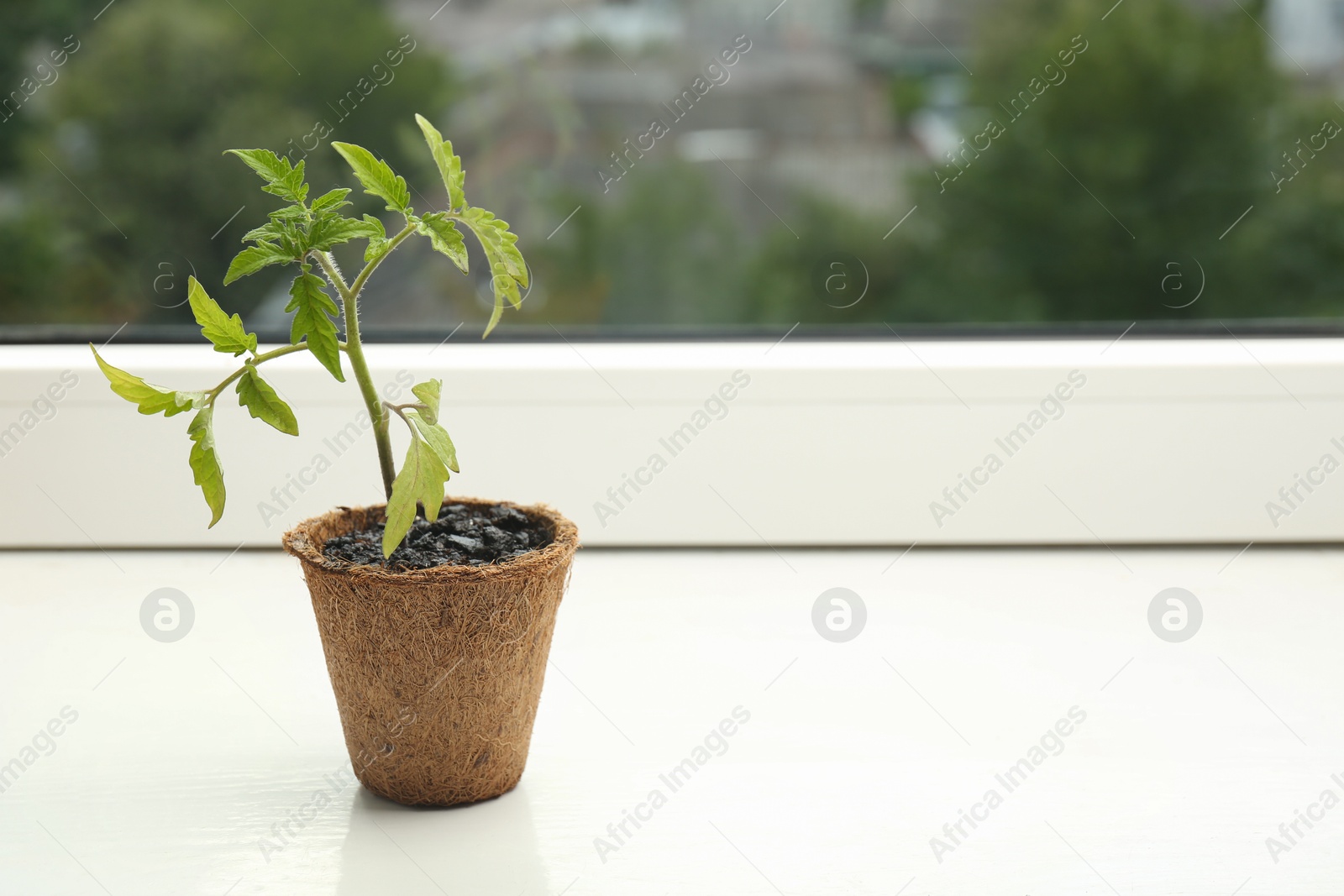 Photo of Tomato seedling growing in pot on window sill. Space for text