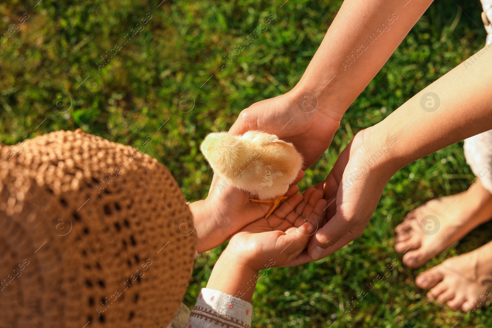 Photo of Mother and her little daughter with cute chick on sunny day, closeup