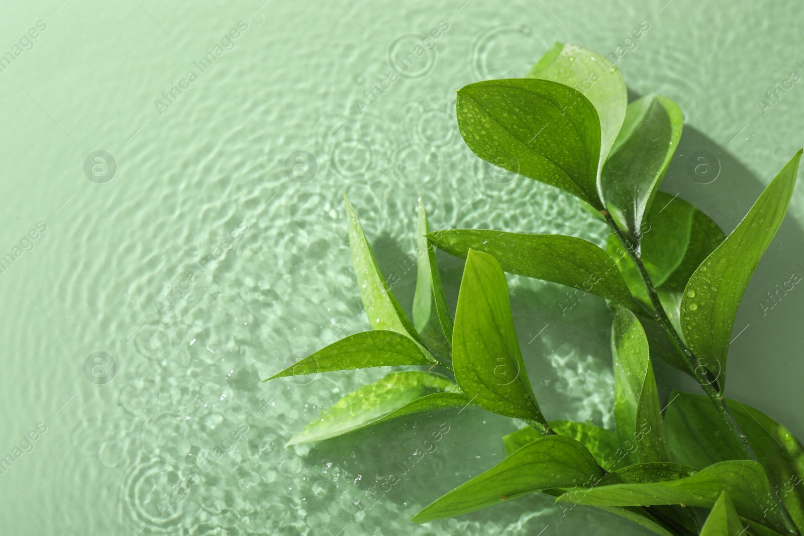 Photo of Fresh branches in water on light green background, flat lay. Space for text