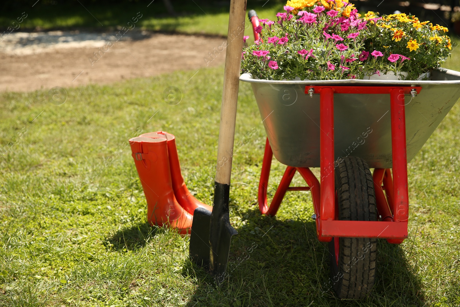 Photo of Wheelbarrow with different beautiful flowers, shovel and rubber boots outdoors, space for text