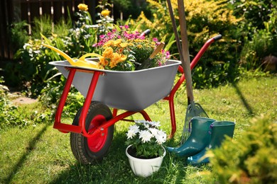 Photo of Wheelbarrow with different beautiful flowers, rubber boots and gardening tools outdoors