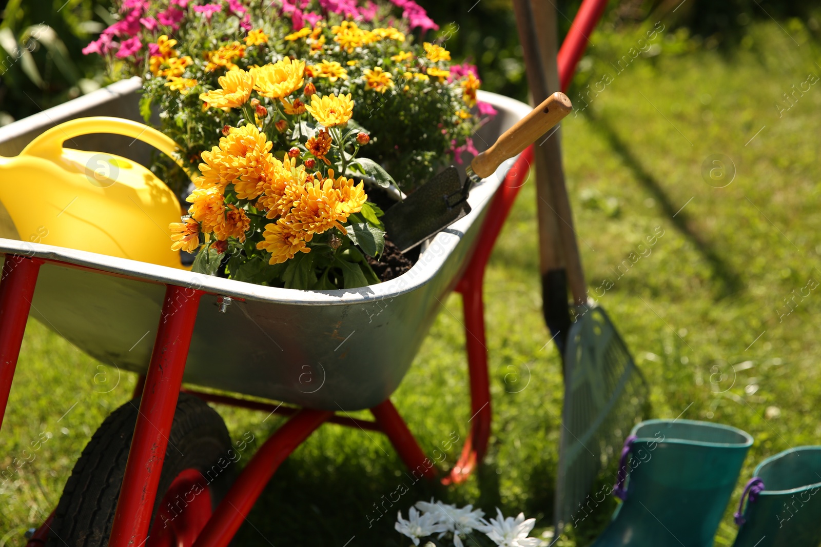 Photo of Wheelbarrow with different beautiful flowers and gardening tools outdoors, closeup