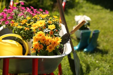 Photo of Wheelbarrow with different beautiful flowers and gardening tools outdoors, closeup