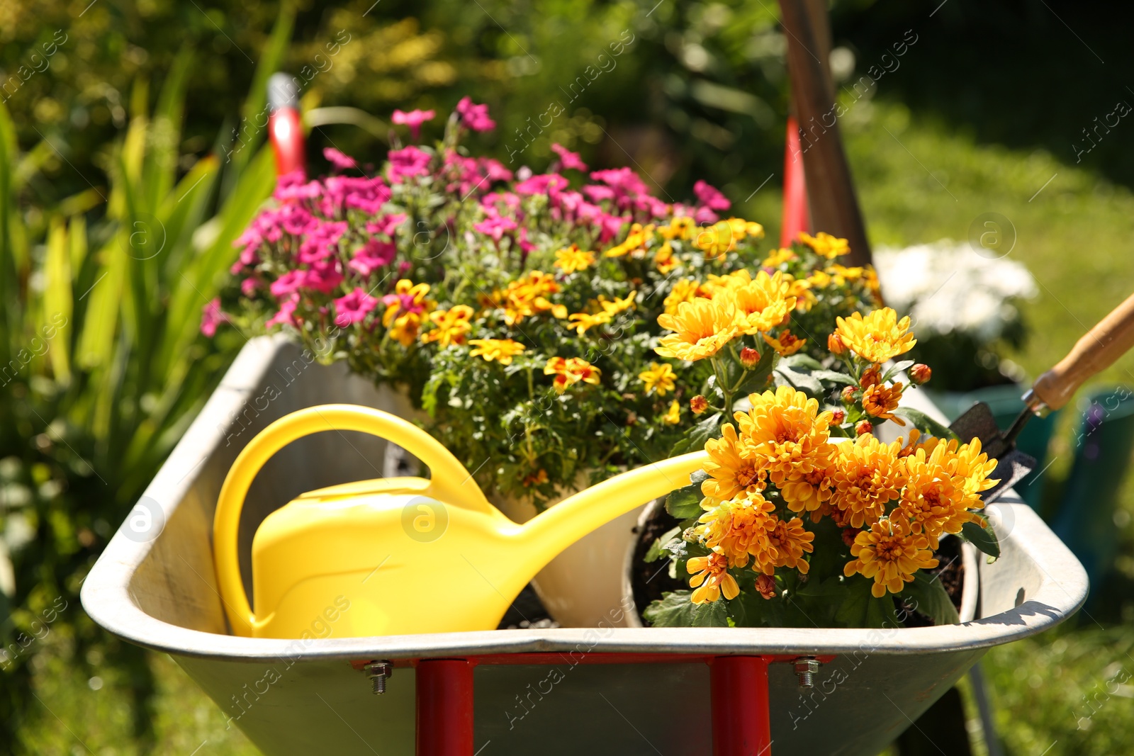 Photo of Wheelbarrow with different beautiful flowers and gardening tools outdoors, closeup