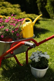 Photo of Wheelbarrow with different beautiful flowers and watering can outdoors