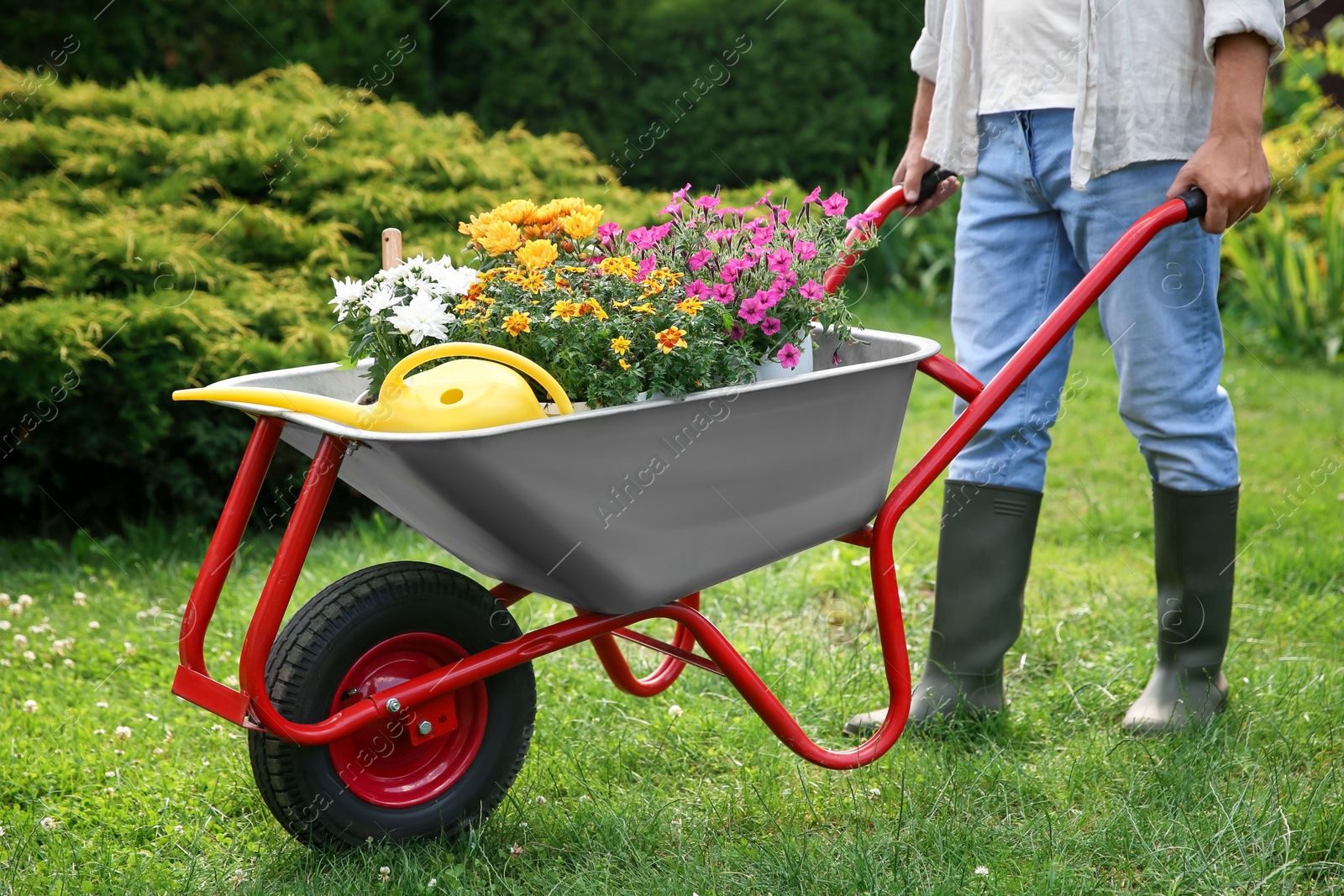 Photo of Farmer pushing wheelbarrow with different beautiful flowers and watering can outdoors, closeup