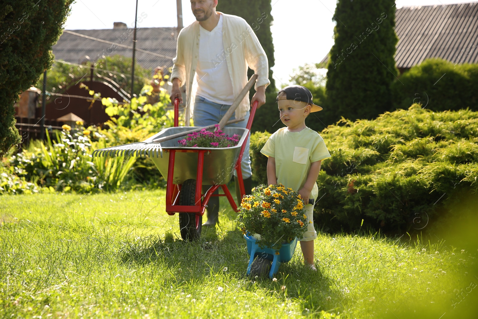 Photo of Father with his son pushing wheelbarrows full of beautiful flowers and gardening tools outdoors, selective focus