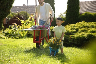 Father with his son pushing wheelbarrows full of beautiful flowers and gardening tools outdoors, selective focus