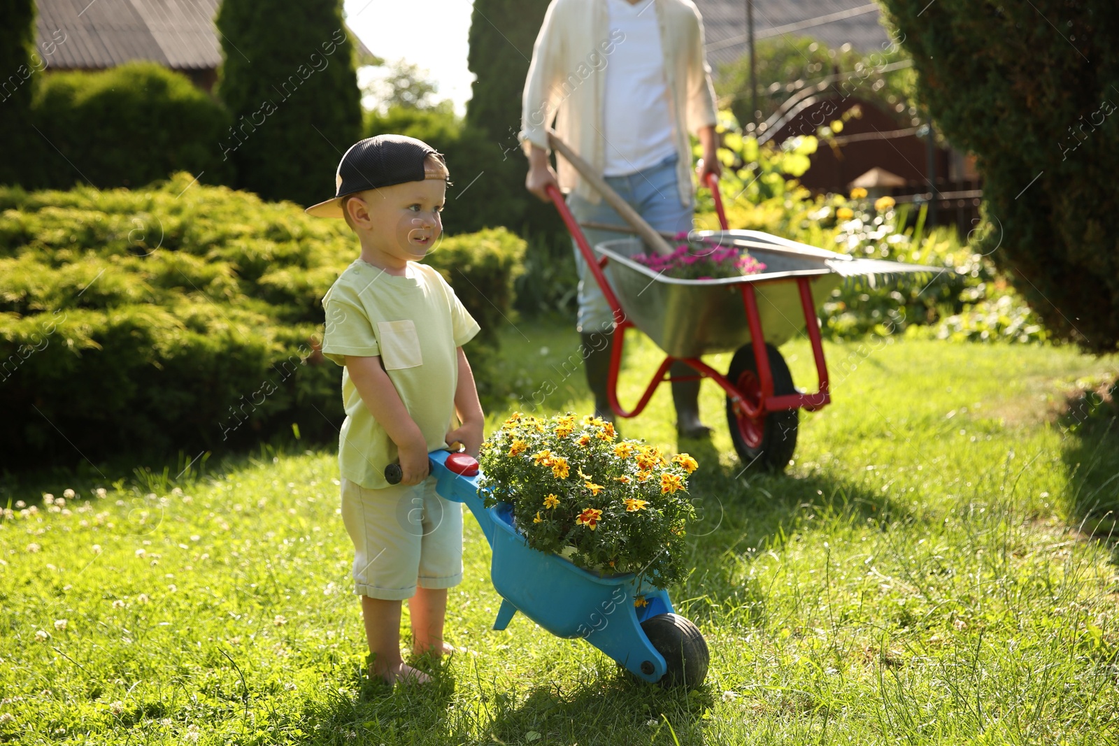 Photo of Father with his son pushing wheelbarrows full of beautiful flowers and gardening tools outdoors, closeup