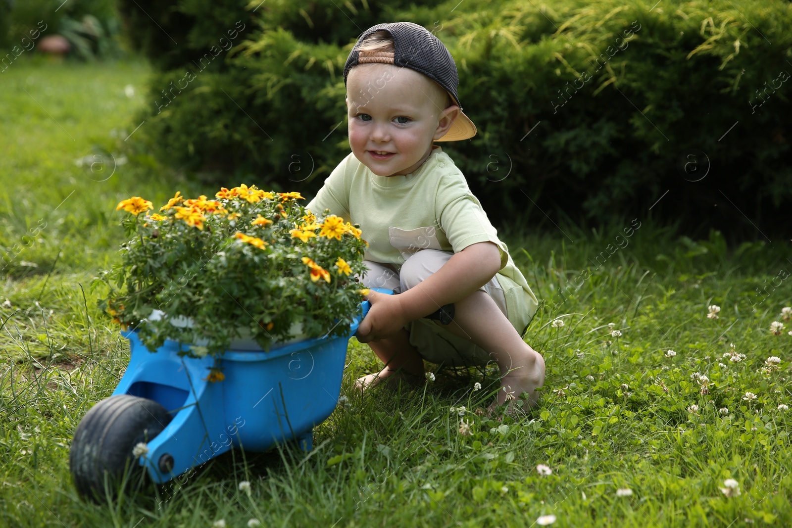 Photo of Cute little boy with wheelbarrow full of beautiful flowers outdoors