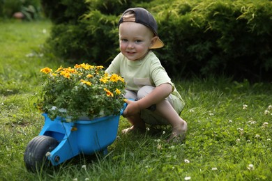 Cute little boy with wheelbarrow full of beautiful flowers outdoors