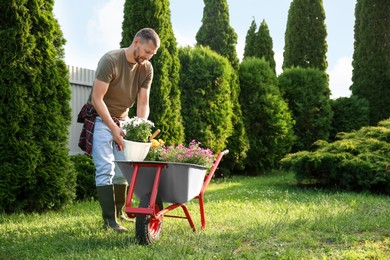 Man putting pot with beautiful flowers into wheelbarrow outdoors