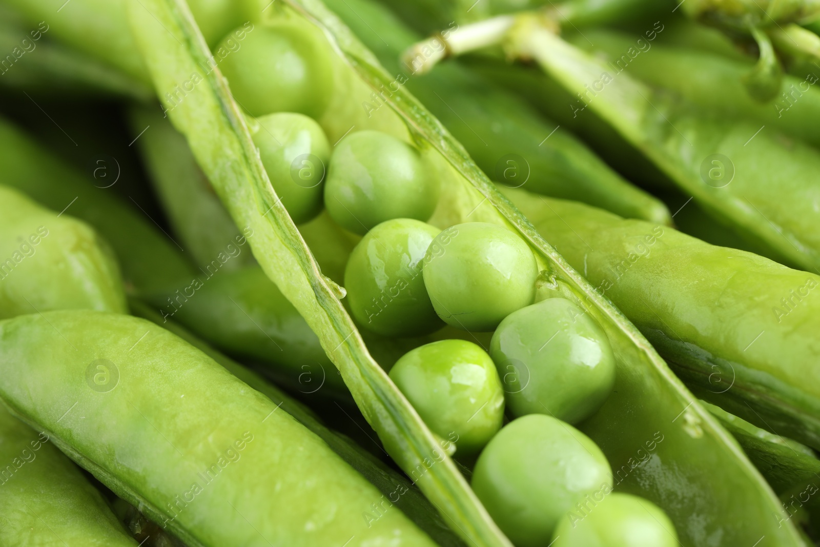 Photo of Many fresh green pods and peas as background, closeup